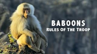 Baboons: Rules of the Troop