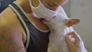 Puerto Rico Rescue Pups Puerto Rico Rescue Pups