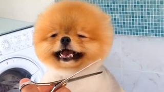Toy Dogs Toy Dogs