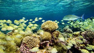 Secret Islands of the Pacific Secret Islands of the Pacific