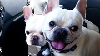 French Bulldogs French Bulldogs