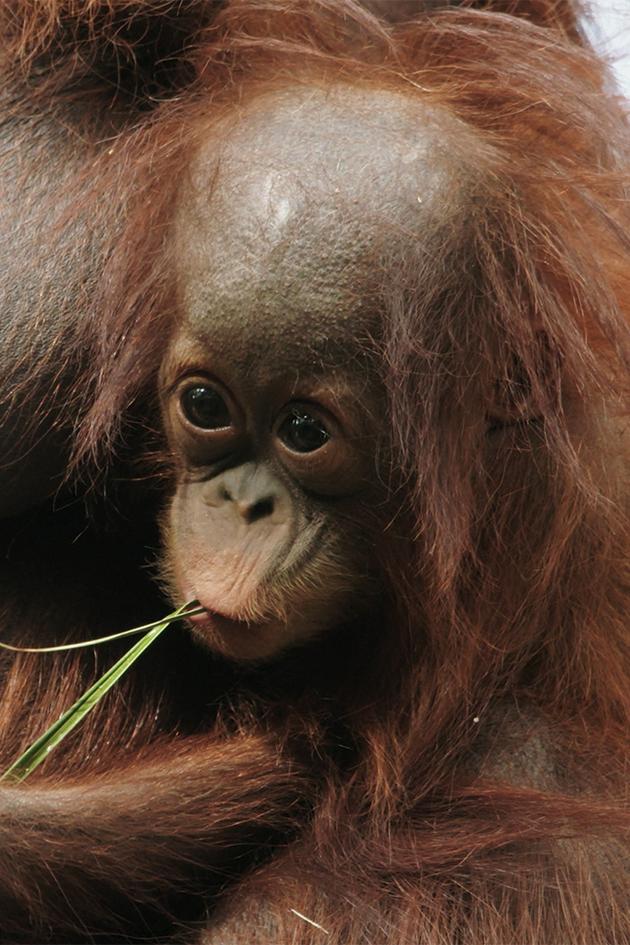 Monkeys and More: Our Closest Relatives