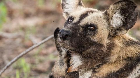 Luangwa: The Emerald Valley