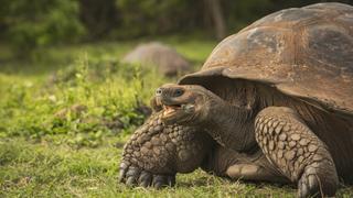 Eden: Untamed Planet