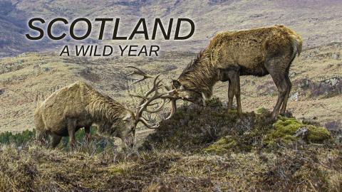 Scotland: A Wild Year