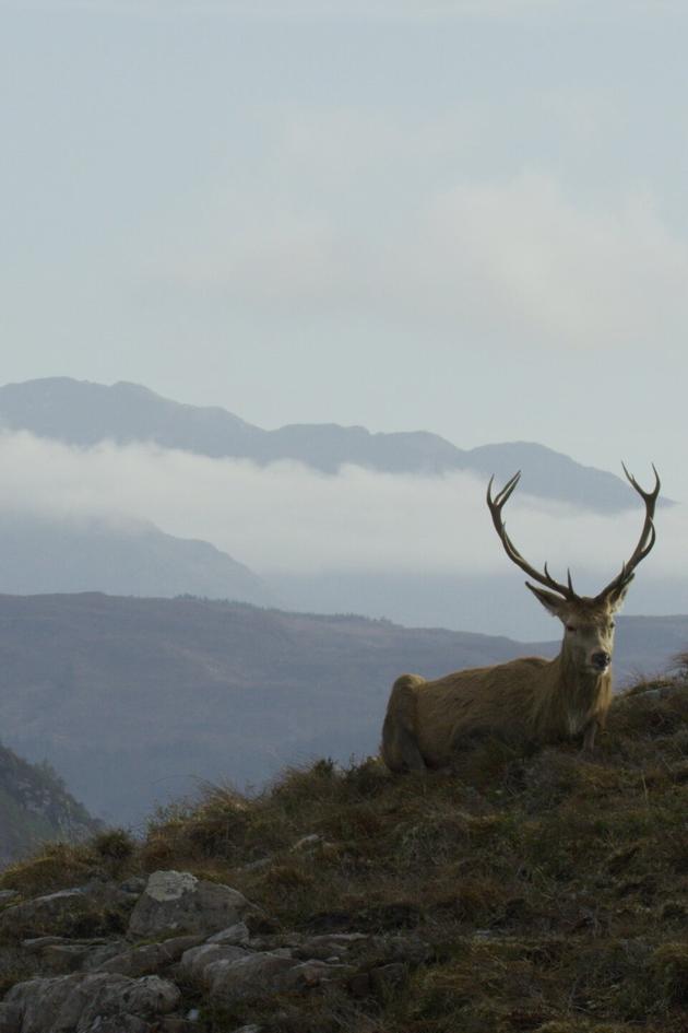Scotland: A Wild Year