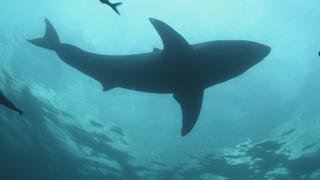Song of the Shark