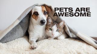  watch Pets Are Awesome