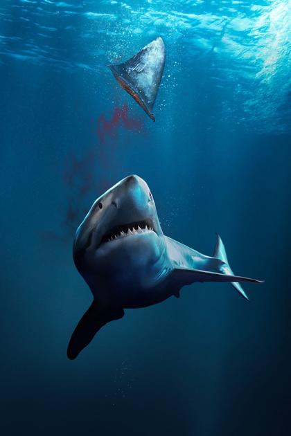 Fin