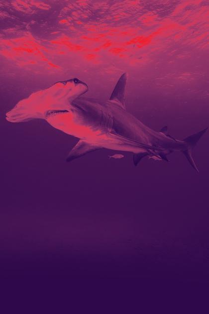 Monster Sharks of Andros Island