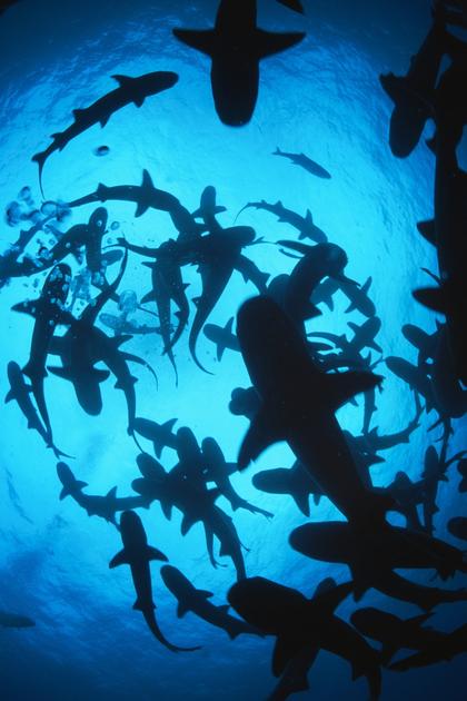 Return to Shark Vortex