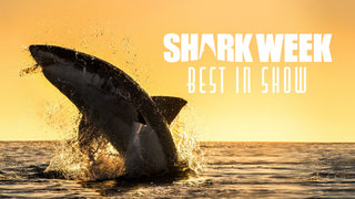 Shark Week Best In Show