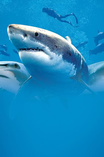 Stranger Sharks