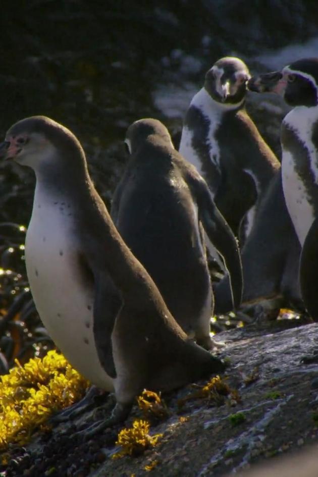 The Humboldt Current