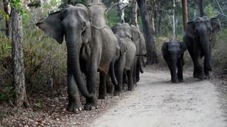 Pet Parade Pet Parade