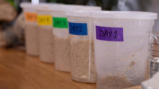 Sourdough Starter Tutorial