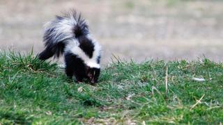 Lizard Vs. Water Buffalo