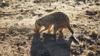 Now That's A Smart Fish