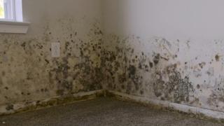 Bees, Mold and a Lamborghini Bees, Mold and a Lamborghini
