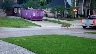 Meet the Neighbors! Meet the Neighbors!