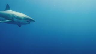 The High Seas The High Seas