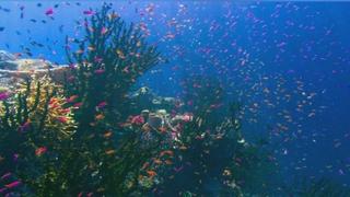 The Shallows The Shallows