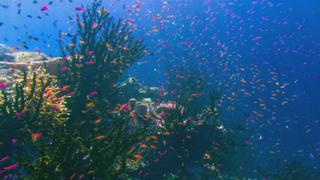 The Coasts The Coasts