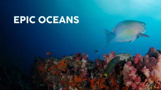 Epic Oceans