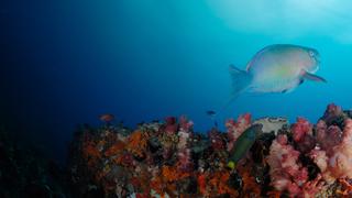 Shallow Reef Shallow Reef