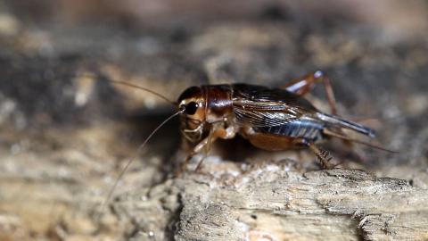 Strange Frequencies and Water Dragons
