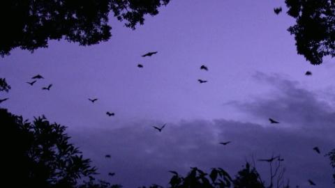 Dog Headed Man and Summoning Spaceships