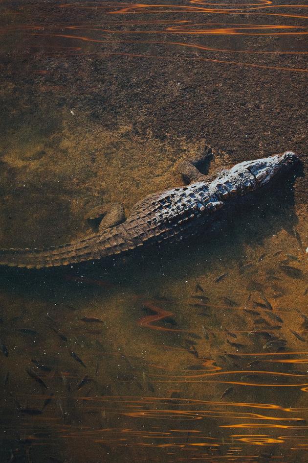 Lost River Predators