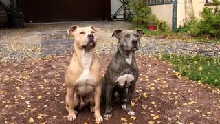 Pit Bulls