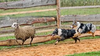 Australian Shepherd Australian Shepherd