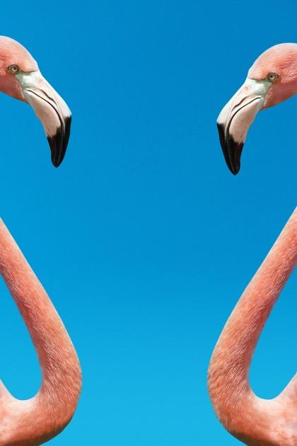 The Mating Game