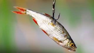 Pillow Fish Pillow Fish