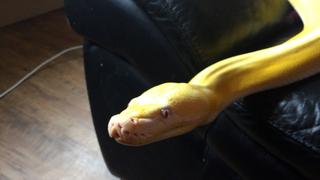 TPC That's My Pet