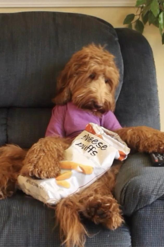 The Pet Collective Stuffed Animals