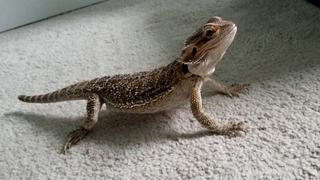 Lizards Lizards