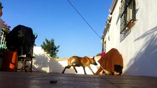 Who Rescued Who? Who Rescued Who?