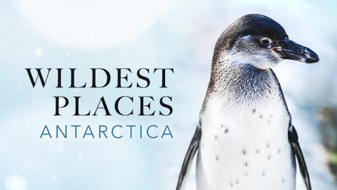 Wildest Places: Antarctic
