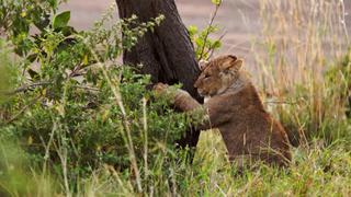 The Fast and the Furriest