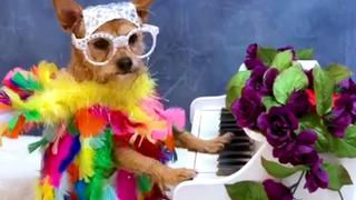 Unique Pets Unique Pets