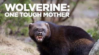 Wolverine: One Tough Mother