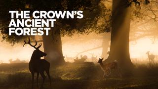 The Crown's Ancient Forest
