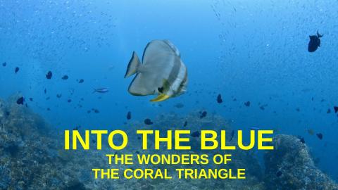 Into the Blue: The Wonders of the Coral Triangle