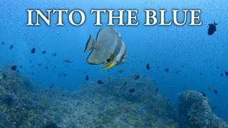 Into the Blue