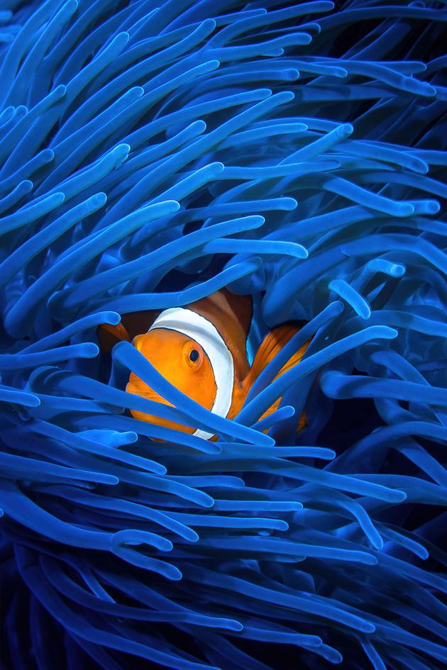 Into the Blue: The Wonders of the Coral Triangle