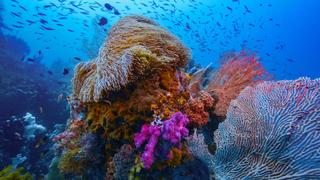Into the Blue: The Wonders of the Coral Triangle