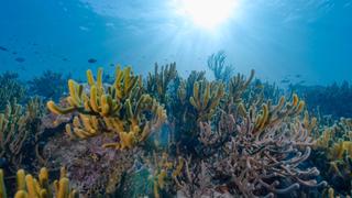 Sulawesi (Lembeh and Manado)
